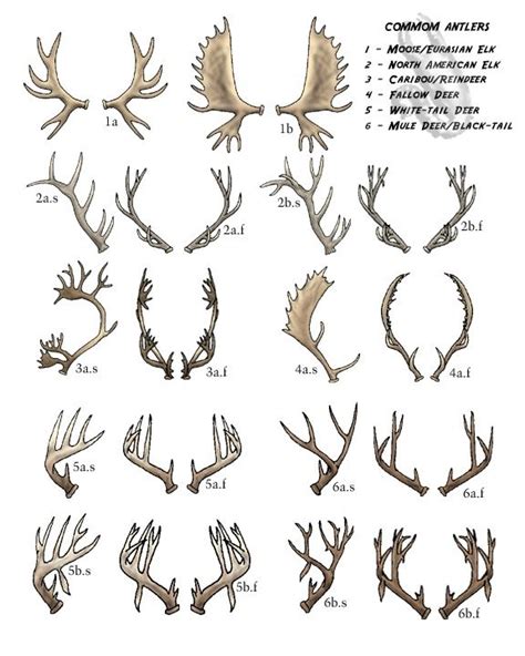 Whitetail Deer Antler Size Chart