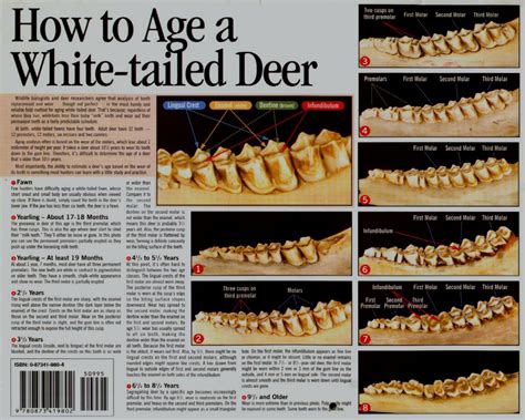 Whitetail Deer Teeth Age Chart