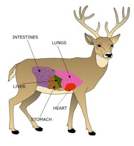 Whitetail Vitals Chart