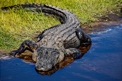 Whole Alligator for Sale: Everything You Need to Know