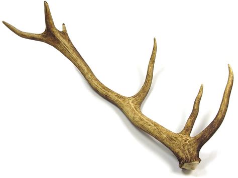 Whole antler bones