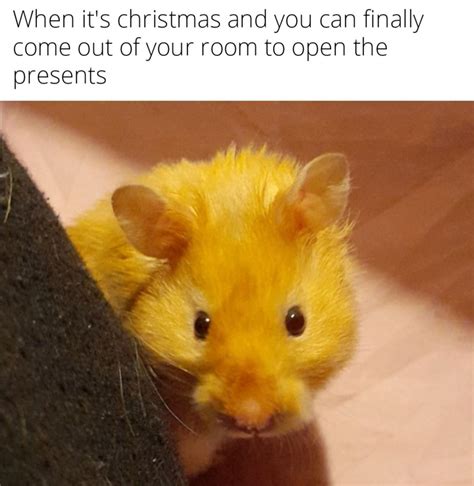 Wholesome hamster memes: