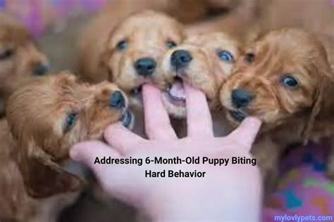 Why Addressing Puppy Biting Matters