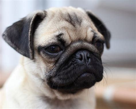 Why Adopt a Pug?