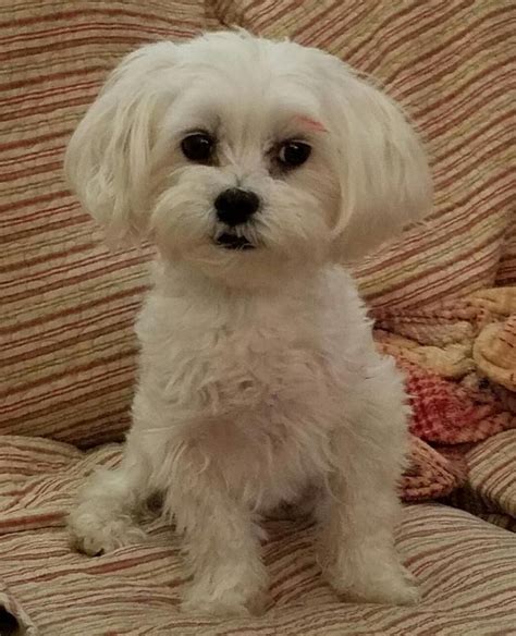 Why Adopt from a Maltese Dog Rescue?