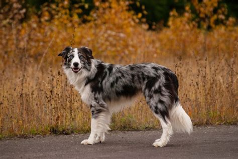 Why Adopting a Border Collie Is the Best Decision You'll Ever Make