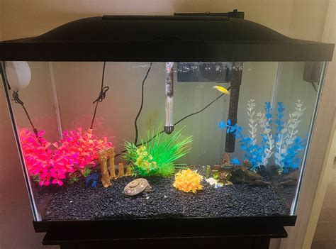 Why Affordable Fish Tanks Matter