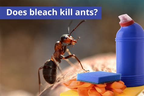 Why Ants Like Bleach