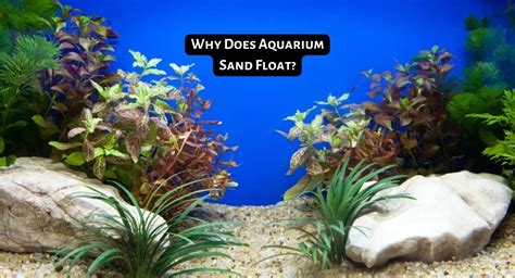 Why Aquarium Sand Matters?