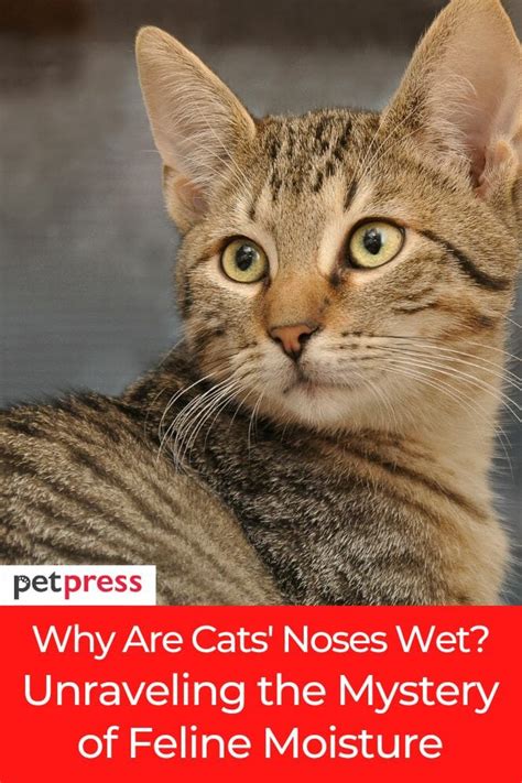 Why Are Cats' Noses Wet?