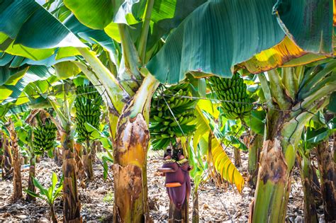 Why Banana Farmers Matter