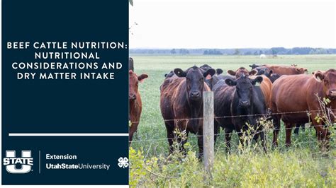 Why Beef Cattle Matter: