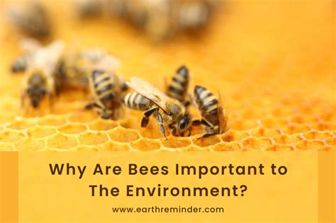 Why Bees Are So Efficient