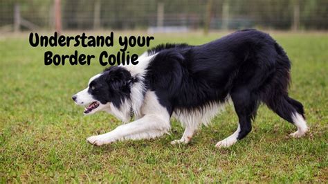 Why Border Collies Can't Turn Counterclockwise: The Fascinating Truth