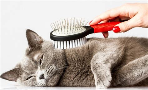 Why Brush Your Cat?