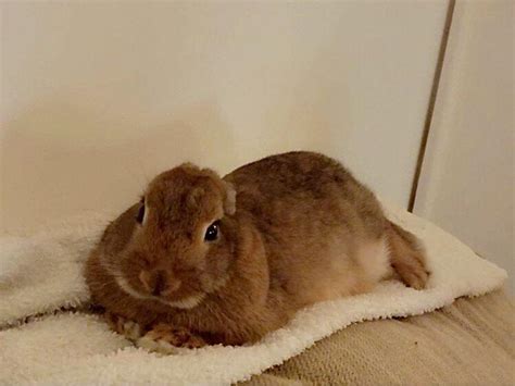 Why Bunnies Are the Epitome of Cuteness