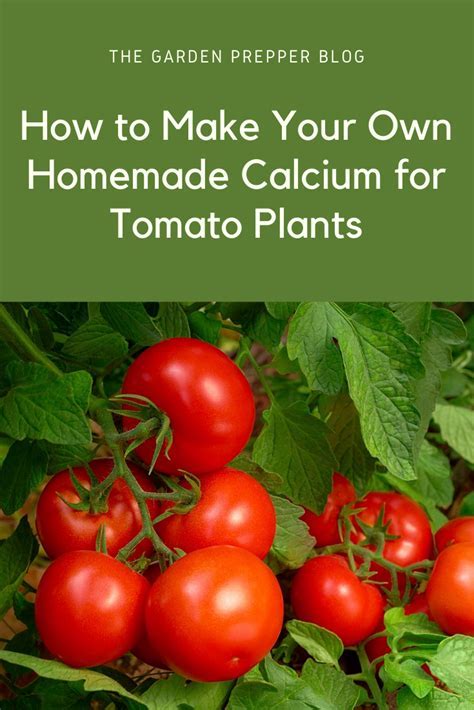 Why Calcium Matters for Tomatoes