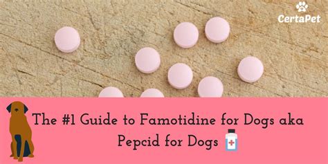 Why Canine Pepcid Matters