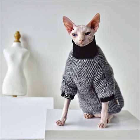 Why Cat Sweaters Matter