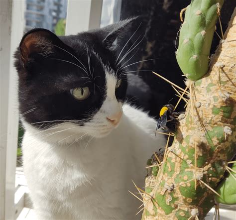 Why Cats Are Intrigued by Bees