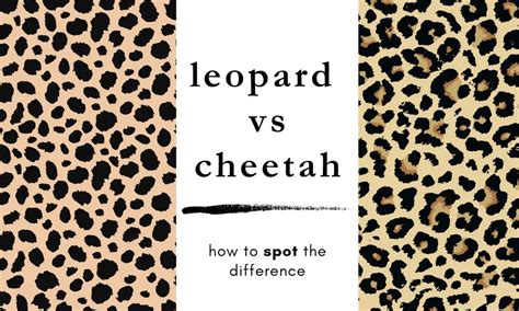 Why Cheetah Print Matters: A Statement of Style