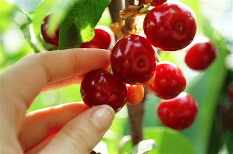 Why Cherry Picking Matters: