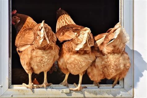 Why Chicken Manure Matters