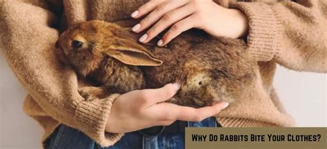 Why Clothing Matters for Bunnies