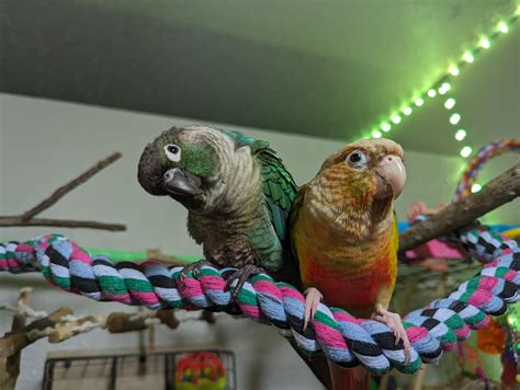 Why Conures Sleep More During Molt