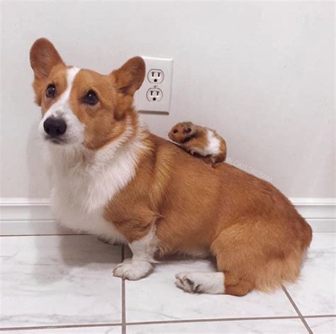 Why Corgis Are the Best Dogs