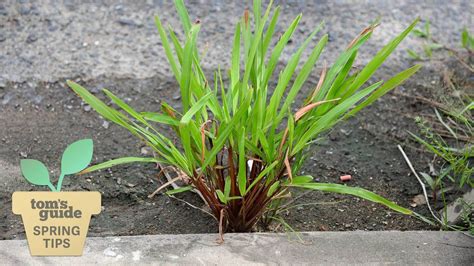 Why Crabgrass Matters