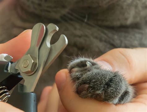 Why Cutting Cat Nails Matters