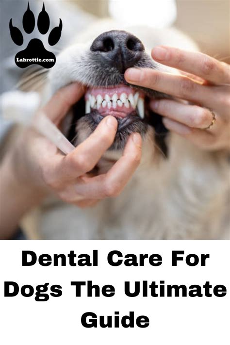 Why Dental Health Matters for Dogs