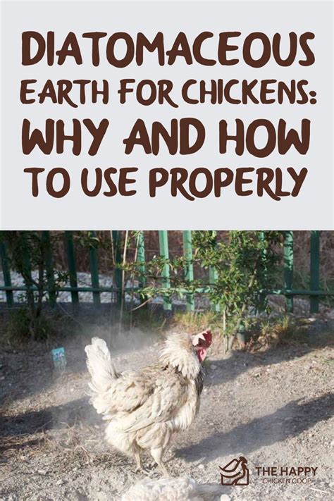 Why Diatomaceous Earth Matters for Chickens