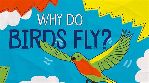 Why Do Birds Epub