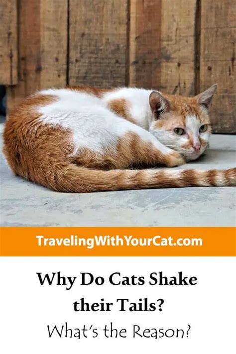 Why Do Cats Shake Their Tails?