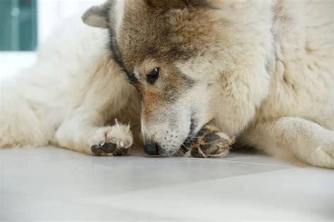 Why Do Dogs Lick Their Paws: A Comprehensive Guide