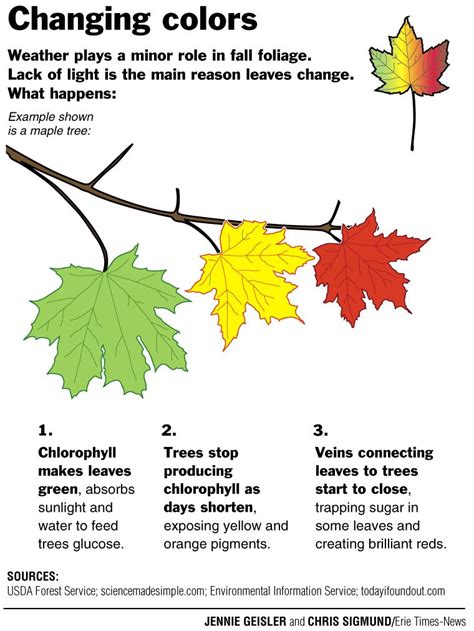 Why Do Leaves Change Color Let s-Read-and-Find-Out Science 2