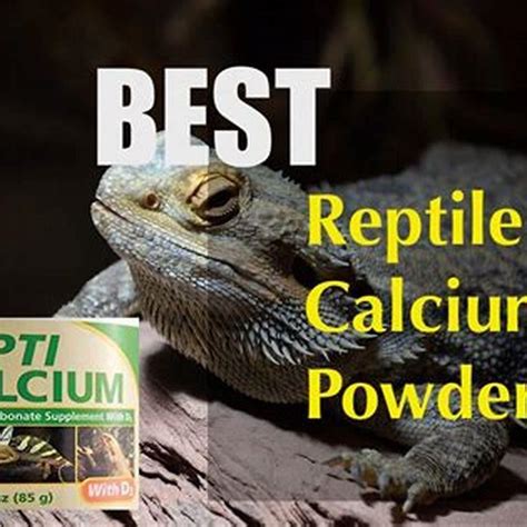 Why Do Reptiles Need Calcium?