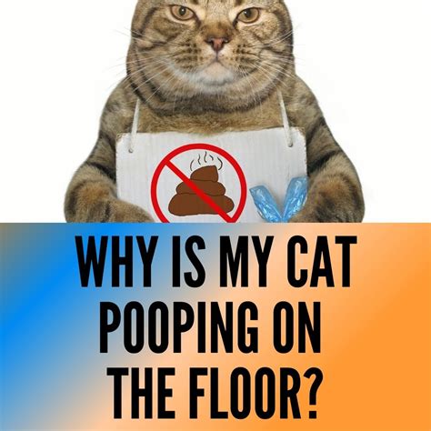 Why Does My Cat Poop on the Floor? A Comprehensive Guide to Understanding Your Cat's Elimination Behavior