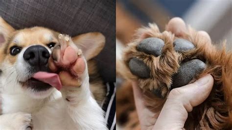 Why Does My Dog Lick Its Paws? A Comprehensive Guide to Understanding and Addressing Canine Paw Licking