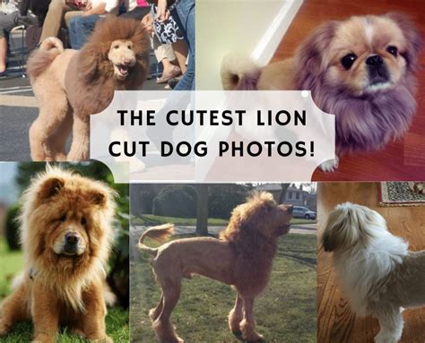 Why Does the Lion Cut Matter?