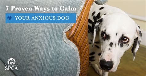 Why Dog Calming Matters