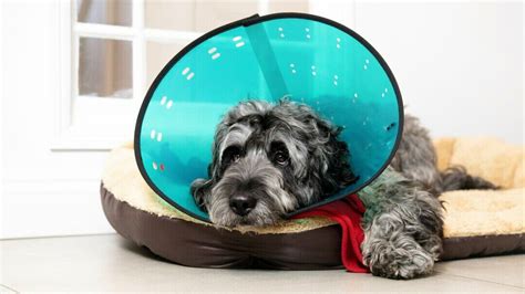 Why Dog Cone Alternatives Matter