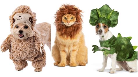 Why Dog Costumes Matter