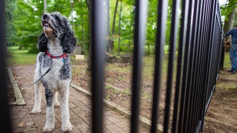 Why Dog Fences Matter