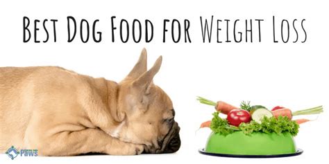 Why Dog Food Weight Control Matters