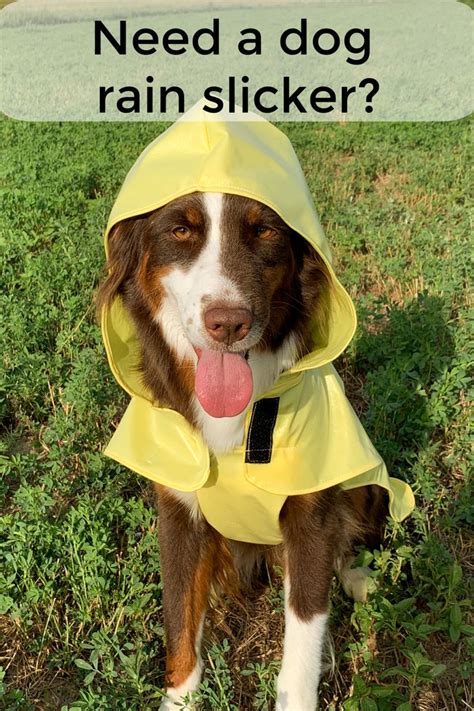 Why Dog Rain Slickers Matter