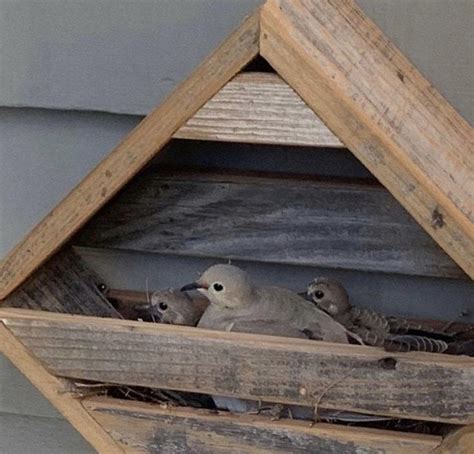 Why Dove Breeding Boxes Matter