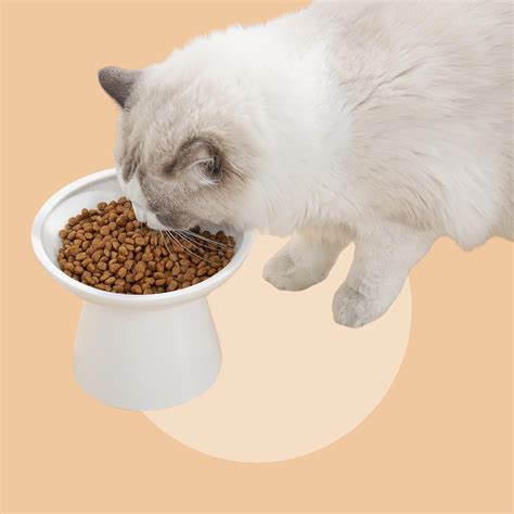 Why Elevated Feeders Are Vital for Feline Well-being